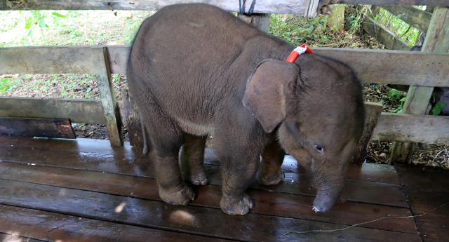 Baby elephant dies after losing half its trunk in trap