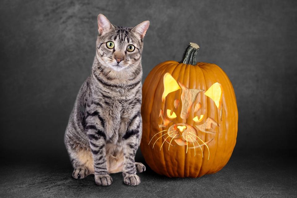 short hair cat sitting next to orange pumpkin carving of a cat face