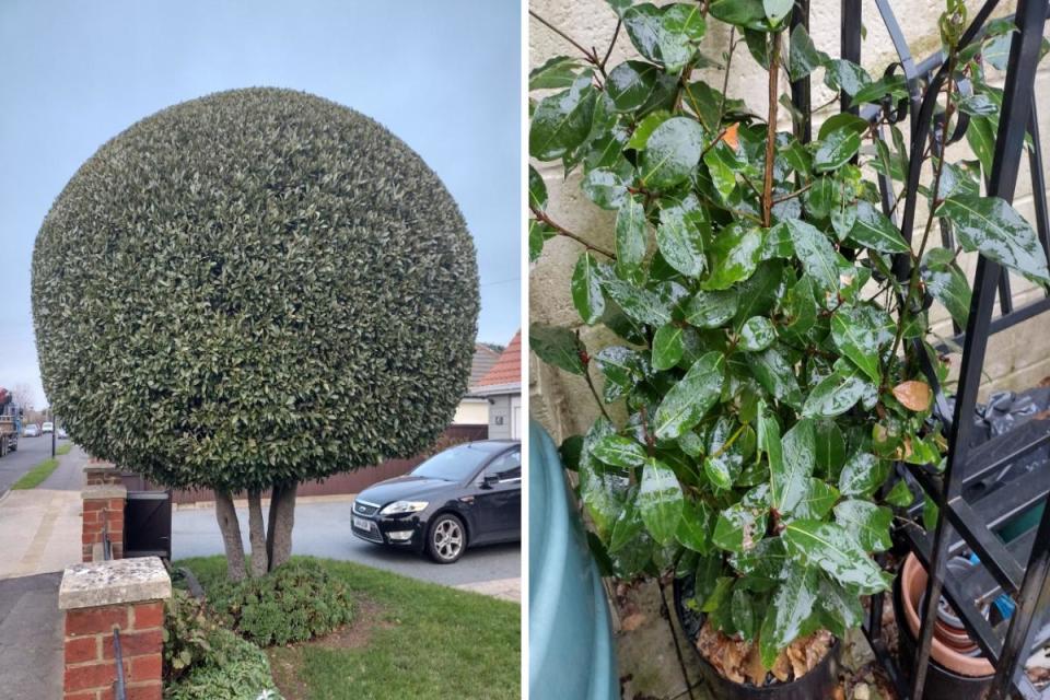 Bay trees can be a thing of beauty. Left, a topiarised bay tree in Bembridge and right, Richard's self-seeded bay tree. <i>(Image: Richard Wright)</i>