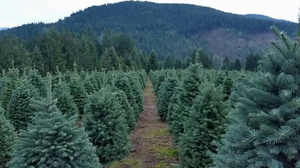 Nevada: Reno Christmas Trees, Reno