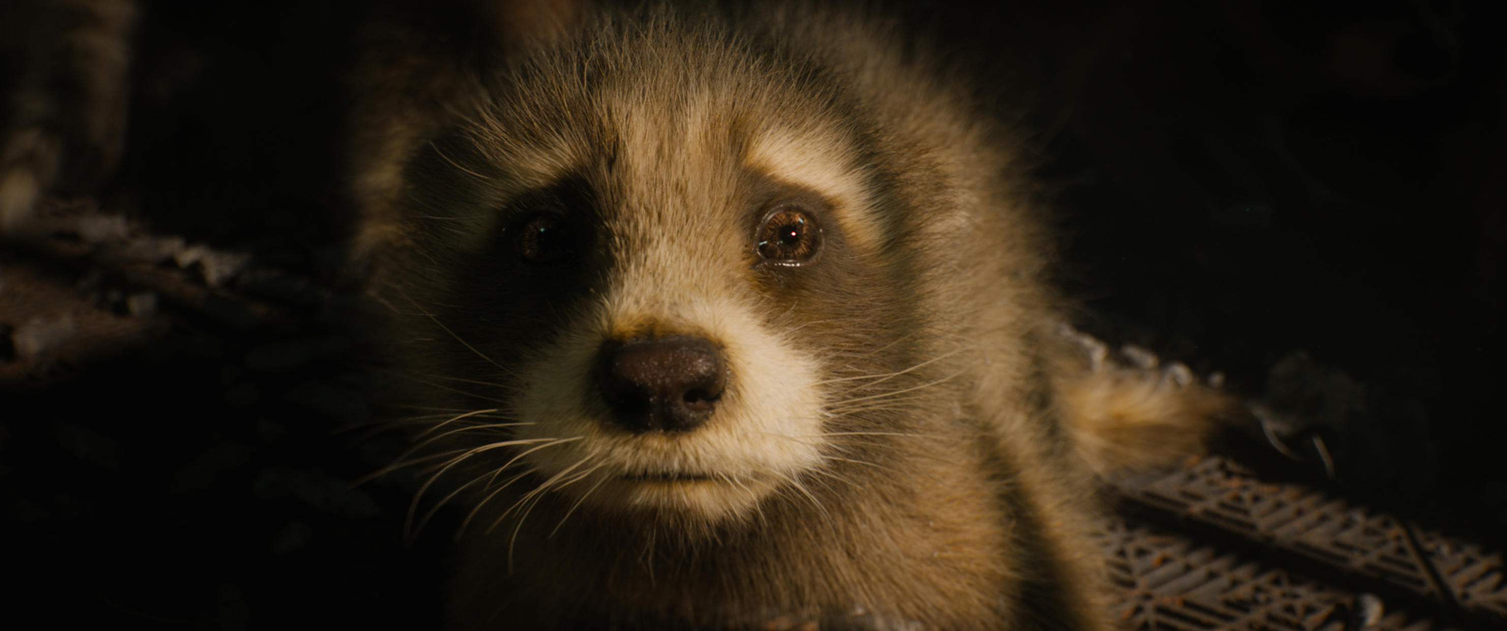 Baby Rocket (voiced by Bradley Cooper) in Marvel Studios' Guardians of the Galaxy Vol. 3. Photo courtesy of Marvel Studios. Â© 2023 MARVEL.