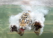 <b>22 de junio de 2012</b><br><br>Un tigre bengala nada en el agua en su búsqueda de la pieza de carne que le han ofrecido en el <b>Six Flags de Vallejo</b>, en California (Photo by Justin Sullivan/Getty Images)