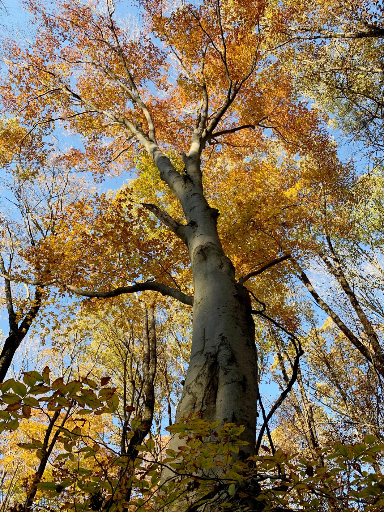 Canyon Forest Nature Preserve in Greene County has trails that lead through woods and along sandstone outcroppings.