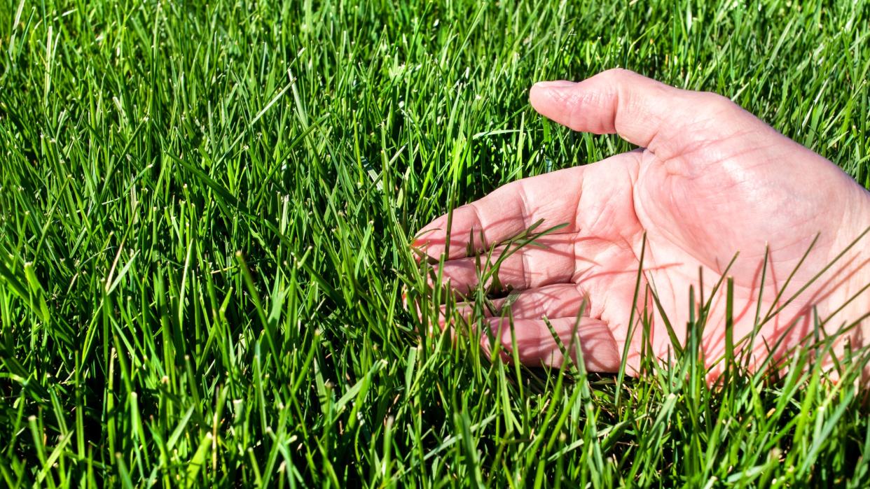  hand touching healthy lawn 