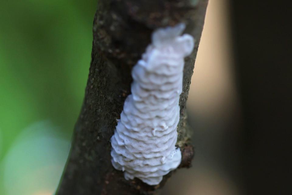 Spotted lanternfly eggs are shown attached to a tree at Inwood Hill Park on September 26, 2022 in New York City. Spotted lanternflies, an insect native to Southeast Asia that scientists say arrived in the U.S. seven years ago and in New York City in 2020, feed on the sap of more than 70 plant species, leaving them susceptible to disease and destruction.