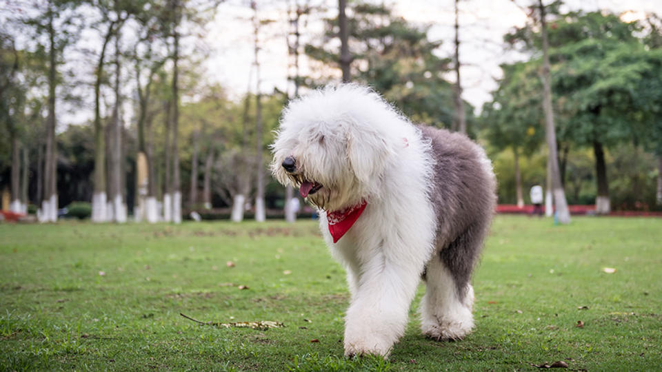 can a old english sheepdog live in india