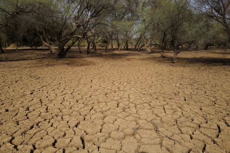 The Wider Image: Senegalese plant circular gardens in Green Wall defence against desert