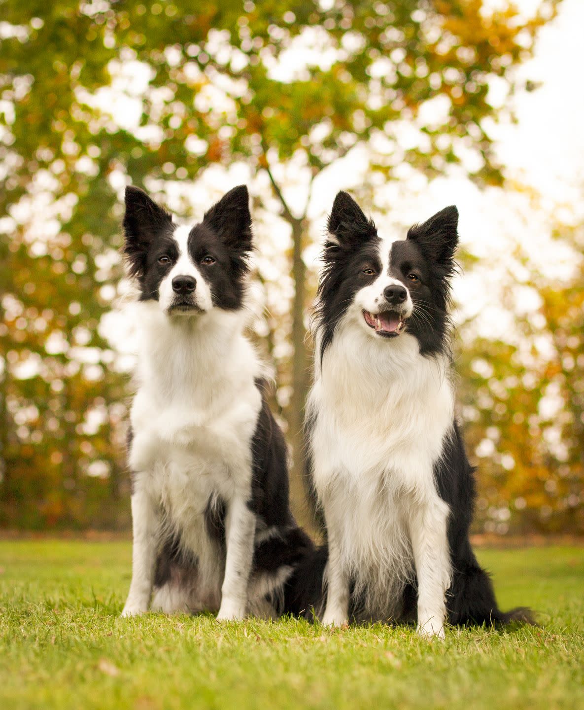 medium dog breeds border collie digs,