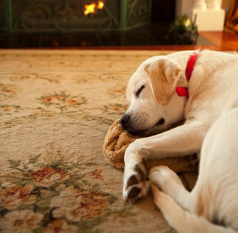 If a pup sprawls out to sleep instead of curling up, it means they are simply hot or they feel very safe in their environment.