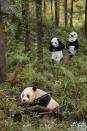 Spot the odd one out: Keepers at a panda wild training base in Wolong, in southwest China's Sichuan Province, recently dressed up like pandas to move baby panda Tao Tao, who has never seen a human face because keepers have always dressed in panda suits while around him.