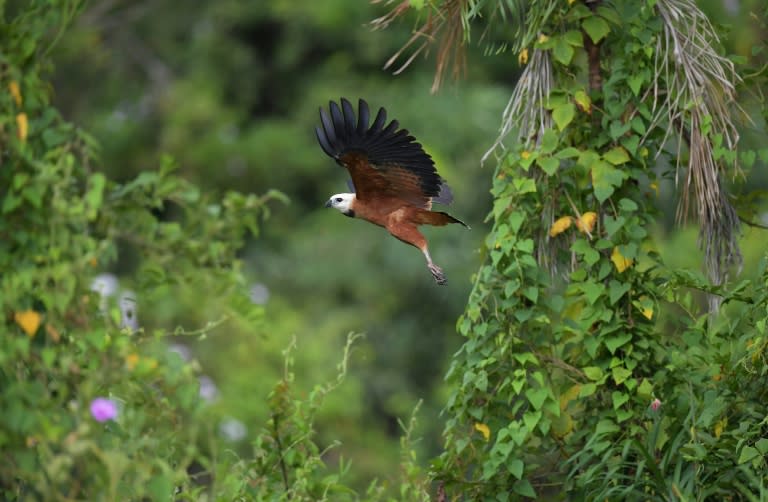 A Black-collared hawk, pictured in flight in the Pantanal wetlands of Brazil