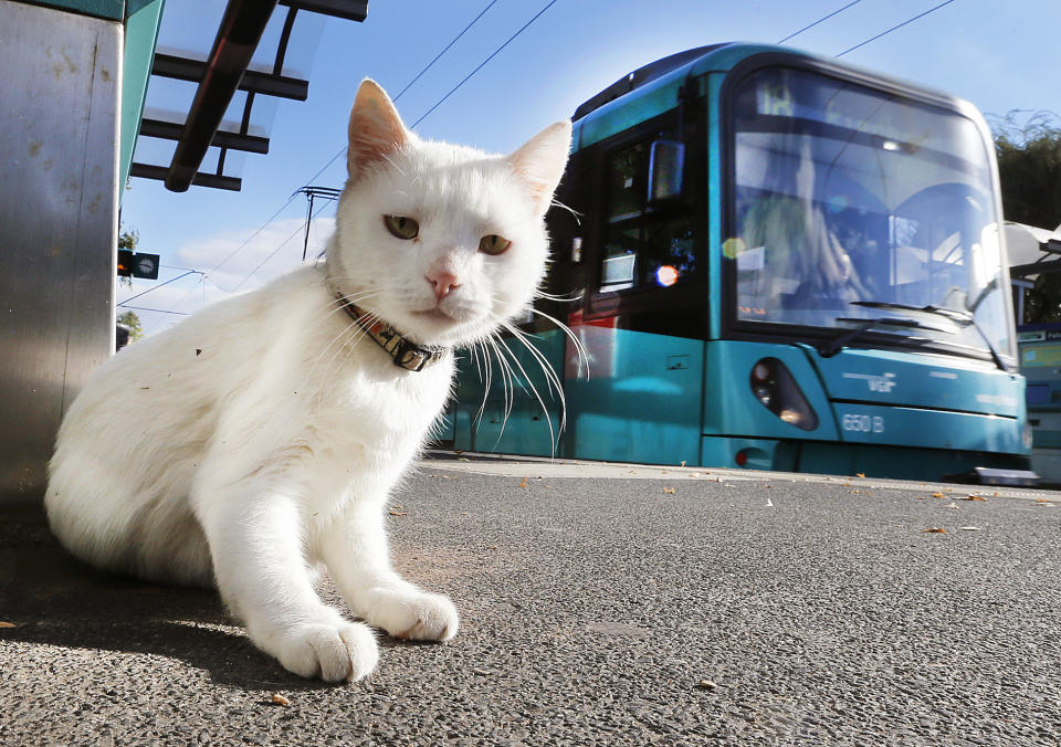 Eine Katze in New York verirrte sich am Montagmorgen zwischen den U-Bahngleisen. (Symbolbild: AP Photo)