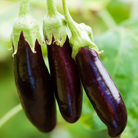 'Lebanese Bunching' eggplant