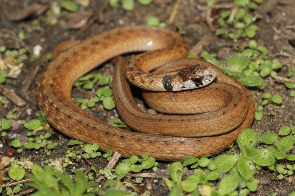 You can find Texas brown snakes when flipping rocks and logs in the backyard.