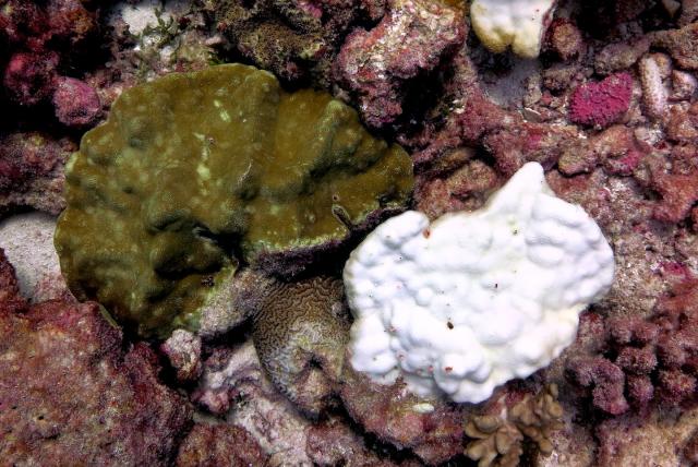 Marine heatwave impact on corals - University of Victoria