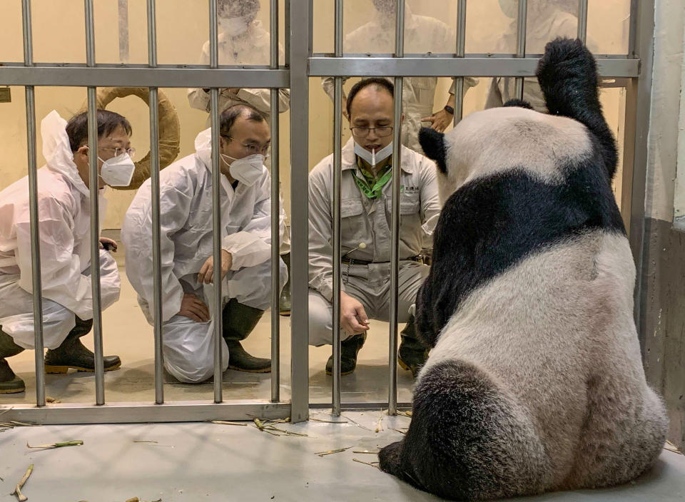 In this photo released by the Taipei Zoo, Chinese Panda experts, Wei Ming at left and Wu Honglin, center looks at Tuan Tuan at the Taipei Zoo in Taipei, Taiwan on Wednesday, Nov. 2, 2022. Taiwan has welcomed the pair of experts from China to help with the ailing panda in a rare opportunity for contact between the sides. (Taipei Zoo via AP)