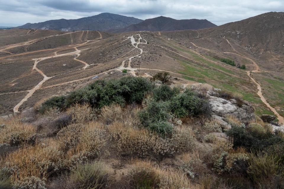 A green tree on a hilltop is surrounded by dark brown plants.