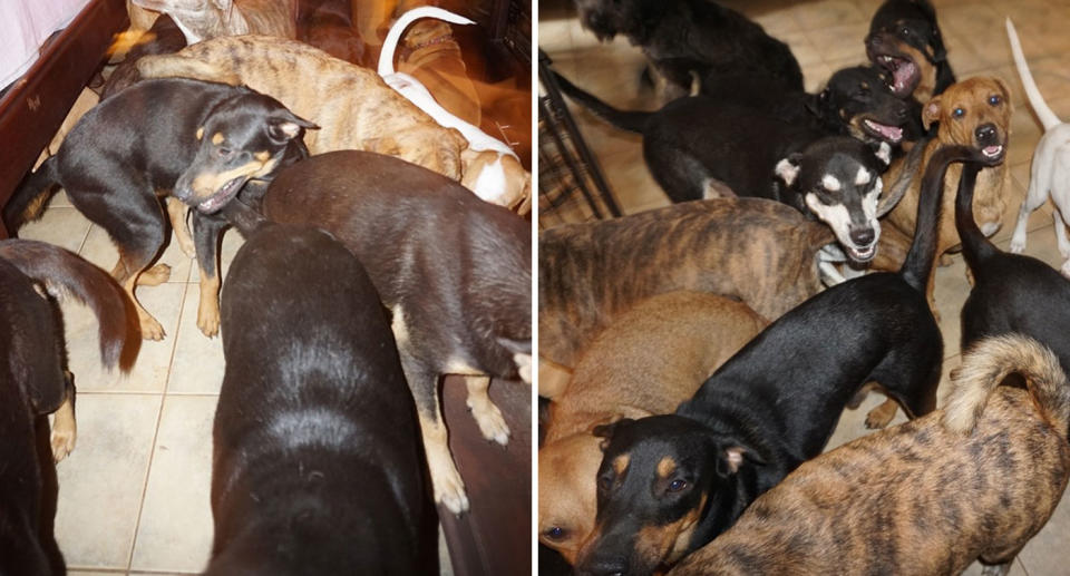 A crowd of dogs shown as nearly 100 rescue dogs brought inside during Bahamas Hurricane Dorian.