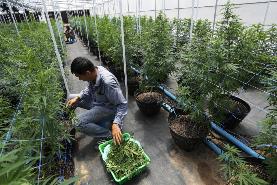 Workers tend to cannabis plants at a farm in Chonburi province, eastern Thailand on June 5, 2022. Marijuana cultivation and possession in Thailand was decriminalized as of Thursday, June 9, 2022, like a dream come true for an aging generation of pot smokers who recall the kick the legendary Thai Stick variety delivered. (AP Photo/Sakchai Lalit)