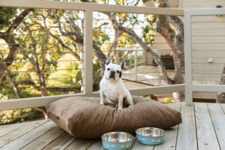 pet-friendly hotels