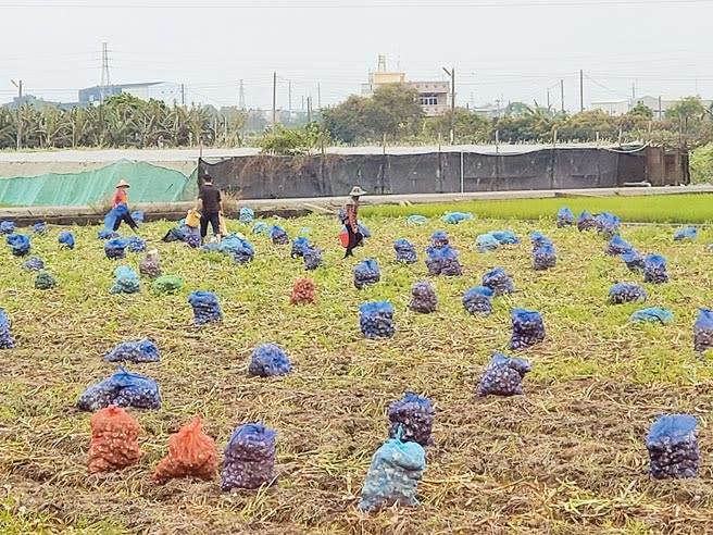 雲林蒜頭受大雨損害嚴重，農委會農糧署公告免現勘損失率，9成2蒜田申請救助。（周麗蘭攝）