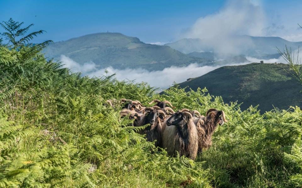 Sheep in the Pyrenees - Credit: Getty