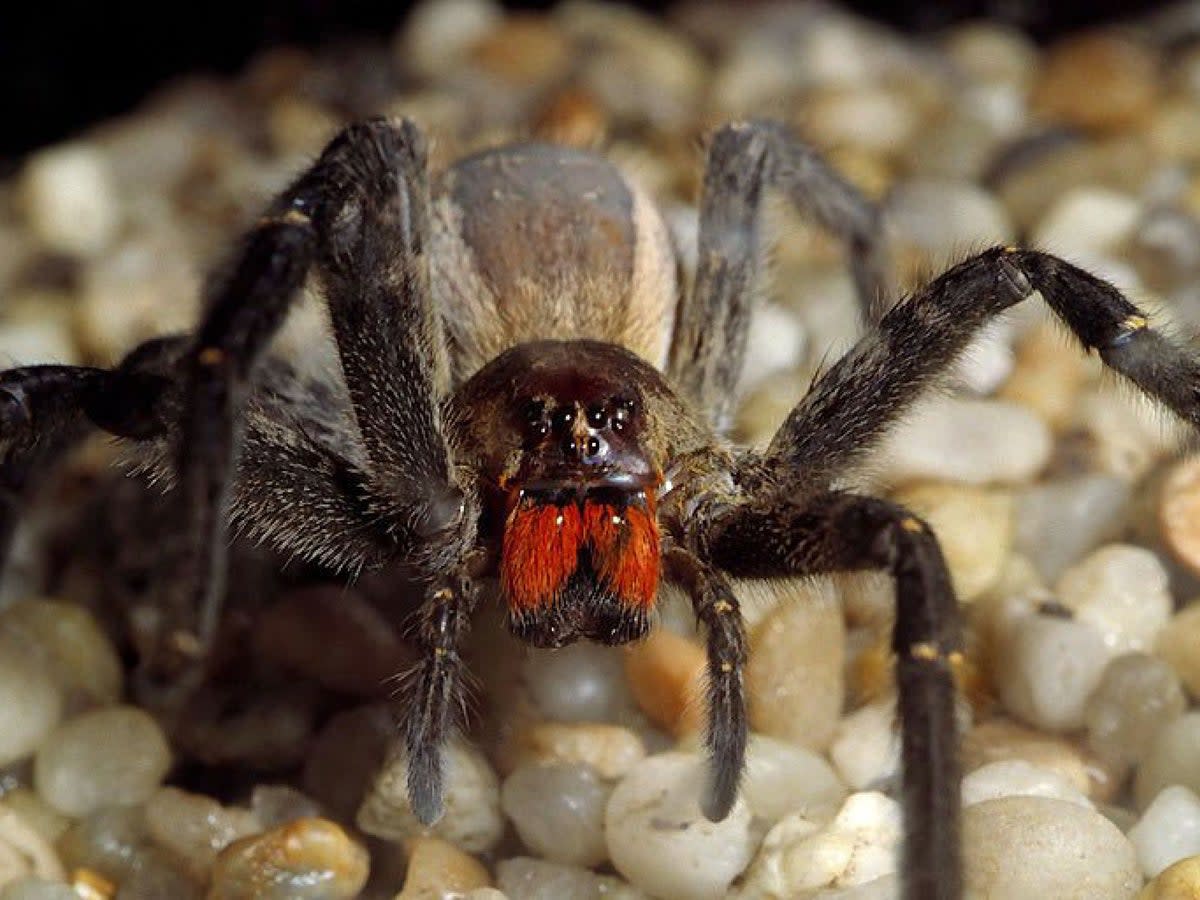 The banana spider’s venom has some nasty side effects  (Rex Features)