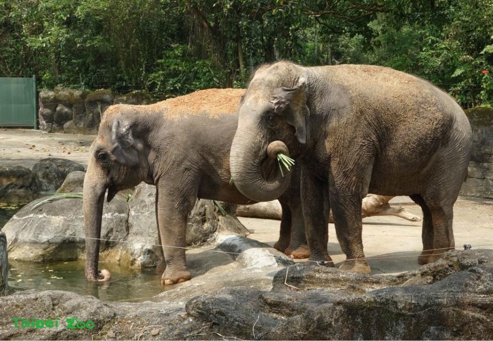 動物園亞洲象「友愷」仍食慾不振！保育員準備好料日夜緊盯集氣