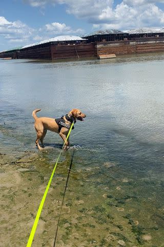 dog stands in water