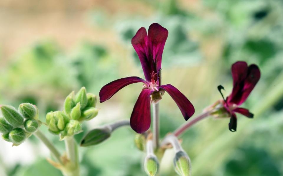 Pelargonium sidoides - Manfred Ruckszio