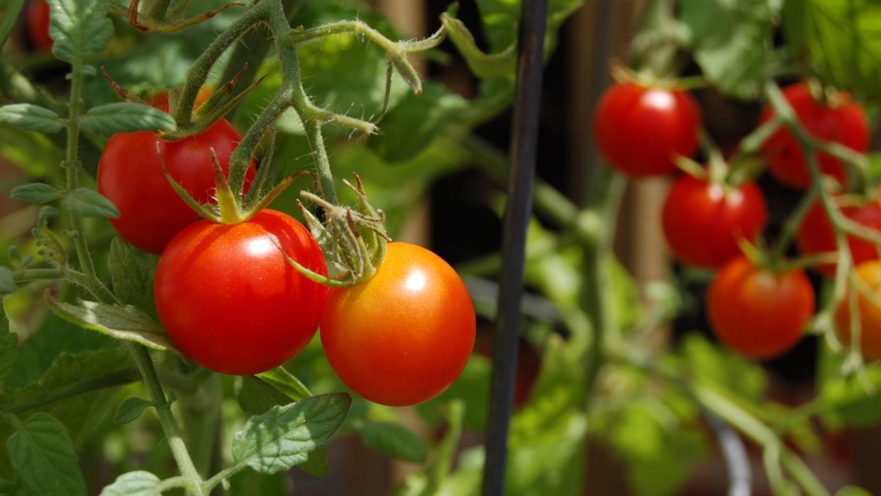  Cherry tomatoes ripening on a tomato plant 