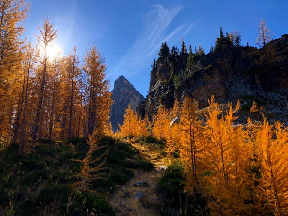 Larch trees line the path to Mummy Lake in Banff National Park. (Submitted by Andrew Nugara - image credit)