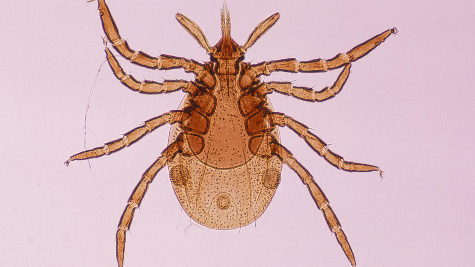 a microscopic image of a deer tick nymph, as seen from below