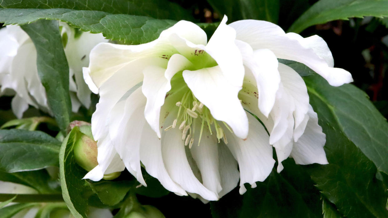  White Hellebore 'Harvington'. 