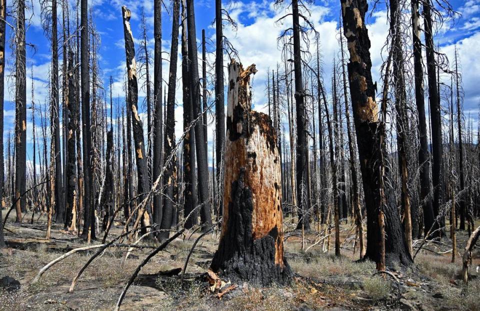 Charred trees, consumed by 2020’s Creek Fire, are seen where U.S. Forest Service researcher Dr. Karen Pope showcased a revitalized Lower Grouse Meadow off Highway 168 near Shaver Lake Wednesday, Aug. 16, 2023.