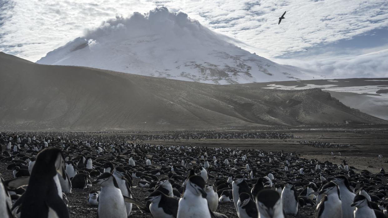  A colony of penguins stands at the foot of Mount Michael on Saunders Island. 