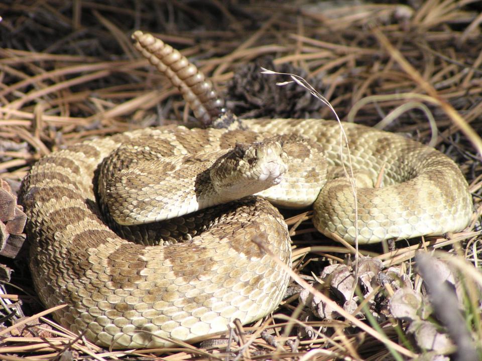 A rattlesnake coils up along the Sundance Trail at Carter Lake in this file photo.