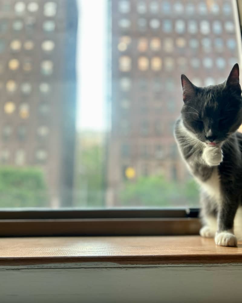 Cat sitting in studio apartment window.