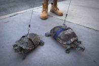 RNPS - REUTERS NEWS PICTURE SERVICE - PICTURES OF THE YEAR 2014 - ODDLY Resident Chris Roland walks his pet turtles Cindy (L) and Kuka up Madison Avenue in the Upper East Side of the Manhattan borough of New York in this September 4, 2014 file photo. REUTERS/Carlo Allegri/Files (UNITED STATES - Tags: SOCIETY ANIMALS)