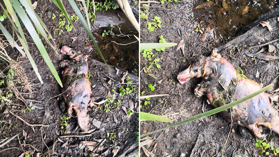 Two photos of the dead platypus with what appears to be an orange hair tie around its neck.