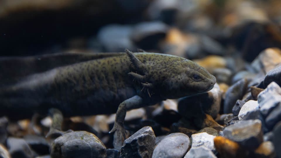 An axolotl swims around a tank at the Axolotl Museum and Amphibians Conservation Centre in Mexico City in February. The species is considered critically endangered. - Daniel Cardenas/Anadolu/Getty Images