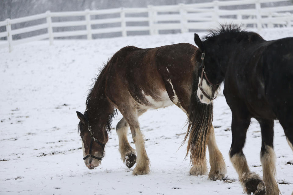 Horses forage for grass among a dusting of snow at Carousel Park in Pike Creek. A. Felix du Pont and his wife Marka donated their more than 130-acre Carousel Farm estate to New Castle County in 1969.