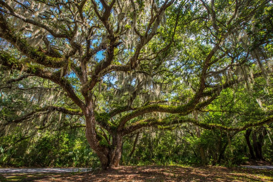 Amelia Island offers an abundant amount of flora and fauna. Just the place to be to take shade during a hot, summer day.
