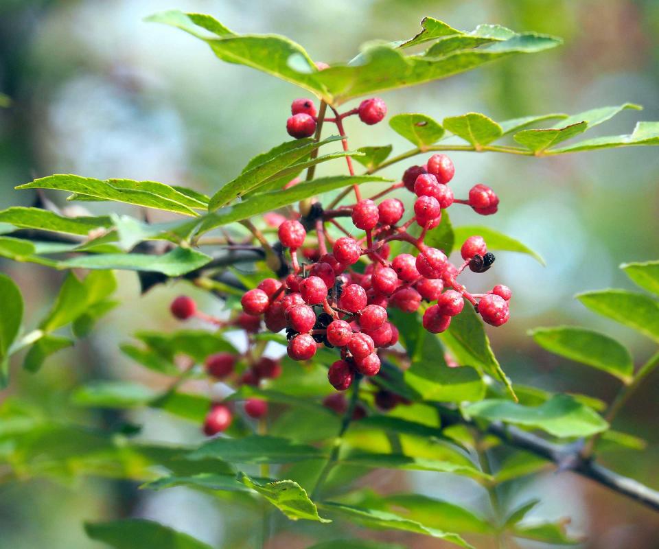 berries on prickly-ash tree