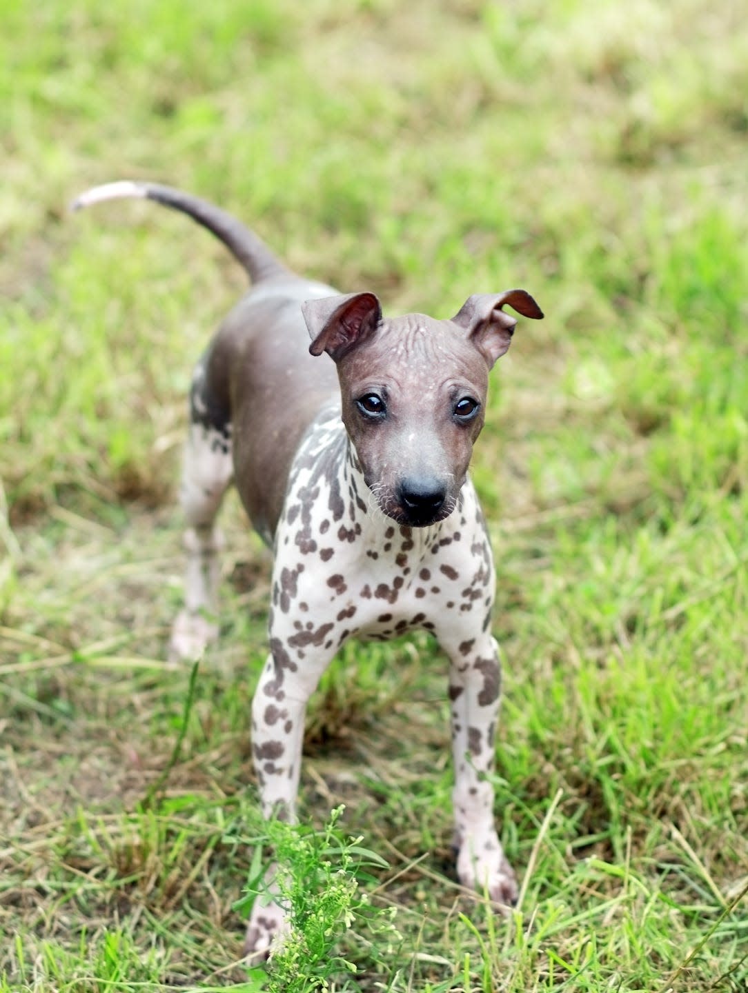 dogs that dont shed american hairless terrier