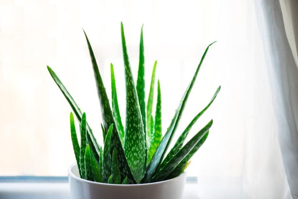 <p>This cactus-like plant is easy to grow as it thrives indoors. The leaves contain special aloe gel, and animal studies have shown that when applied topically it can help with wound healing. Research also suggests that aloe gel comes with special antibacterial compounds called anthraquinones which are responsible for minimising infection. Whilst more research still needs to be conducted on the health benefits of aloe vera, there are numerous topical treatments on the market for soothing the skin and reducing inflammation, which may be of benefit when it comes to minimising sunburn, spots or even psoriasis. </p><p><strong>How to use: </strong>Try snipping off an aloe leaf close to the stem and then rub the gel end on the area you want to treat. You can also try splitting the leaf lengthwise too and scooping out the contents with a spoon to make the most of the gel.</p><p><a class="link " href="https://www.waitrosegarden.com/plants/_/aloe-vera/classid.2000027723/" rel="nofollow noopener" target="_blank" data-ylk="slk:BUY NOW;elm:context_link;itc:0;sec:content-canvas">BUY NOW</a></p>