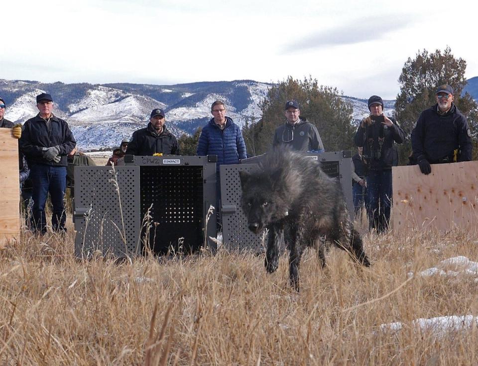 One of five wolves captured in Oregon is shown released into Grand County in Colorado on Dec. 18, 2023, as part of the first reintroduced animals into the state.