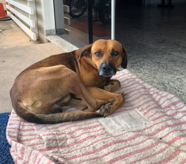 The dog has remained in front of the hospital for four months, according to reports: Facebook