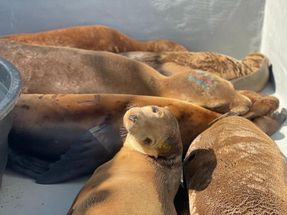 A group of sea lions sickened by a red tide in California