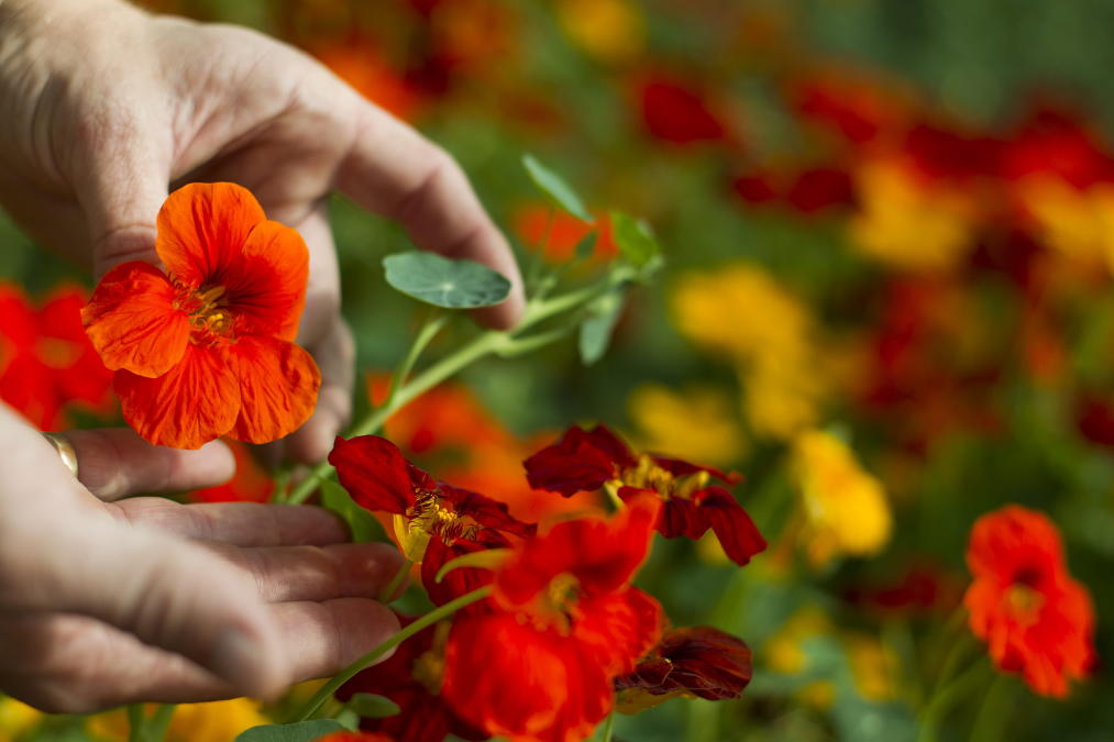 Fleurs comestibles, une entreprise d’avenir portée par la restauration